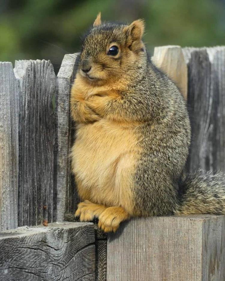 A squirrel with arms folded sitting on a wood fence post